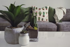 Popular Indoor Plants for Every Home